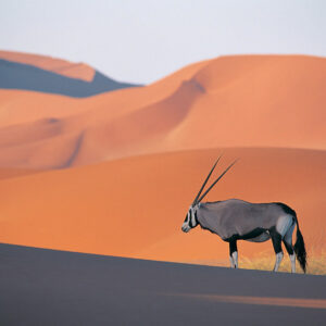 Oryx Antelope